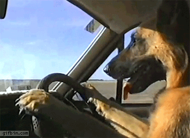To tylko pies prowadzący samochód – ...przeglądaj dalej 