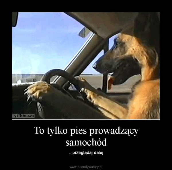 To tylko pies prowadzący samochód – ...przeglądaj dalej 