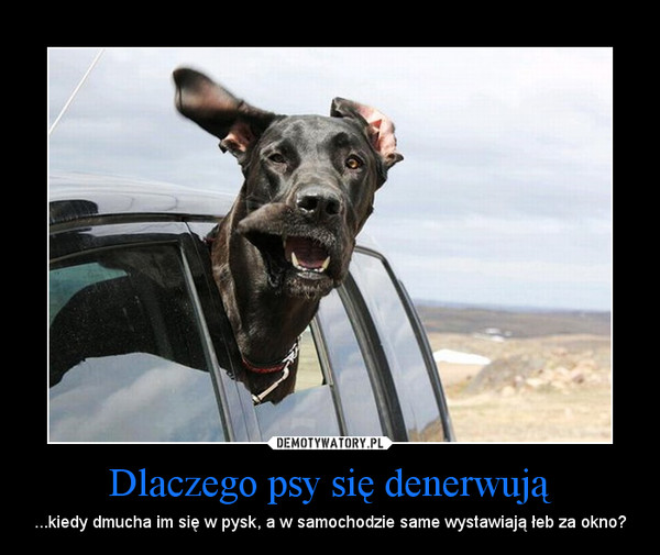 Dlaczego psy się denerwują – ...kiedy dmucha im się w pysk, a w samochodzie same wystawiają łeb za okno? 