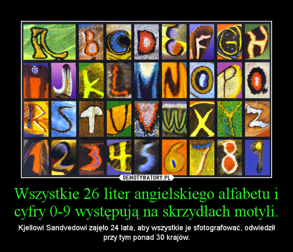Wszystkie 26 liter angielskiego alfabetu i cyfry 0-9 występują na skrzydłach motyli. – Kjellowi Sandvedowi zajęło 24 lata, aby wszystkie je sfotografować, odwiedził przy tym ponad 30 krajów. 