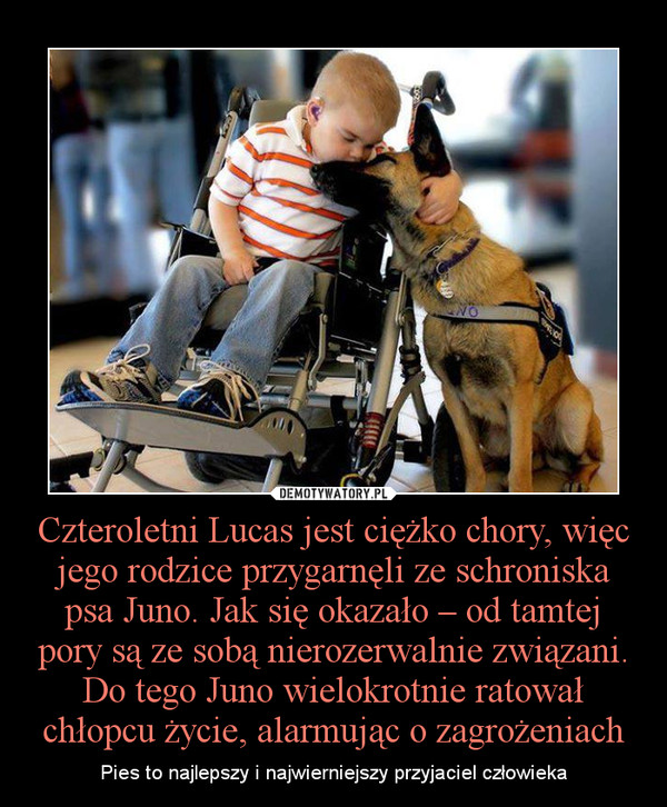 Czteroletni Lucas jest ciężko chory, więc jego rodzice przygarnęli ze schroniska psa Juno. Jak się okazało – od tamtej pory są ze sobą nierozerwalnie związani. Do tego Juno wielokrotnie ratował chłopcu życie, alarmując o zagrożeniach