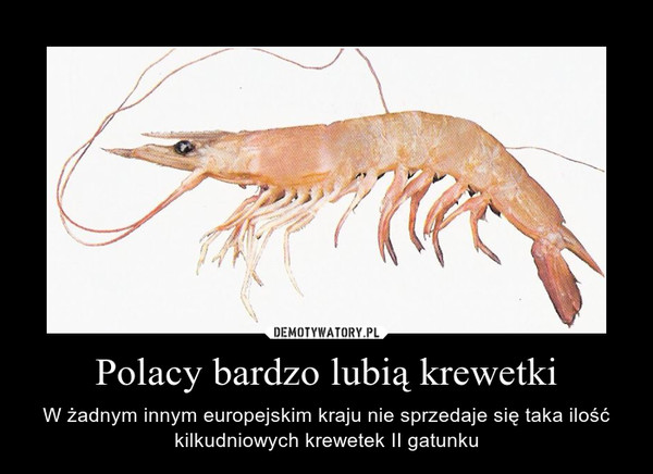 Polacy bardzo lubią krewetki – W żadnym innym europejskim kraju nie sprzedaje się taka ilość kilkudniowych krewetek II gatunku 