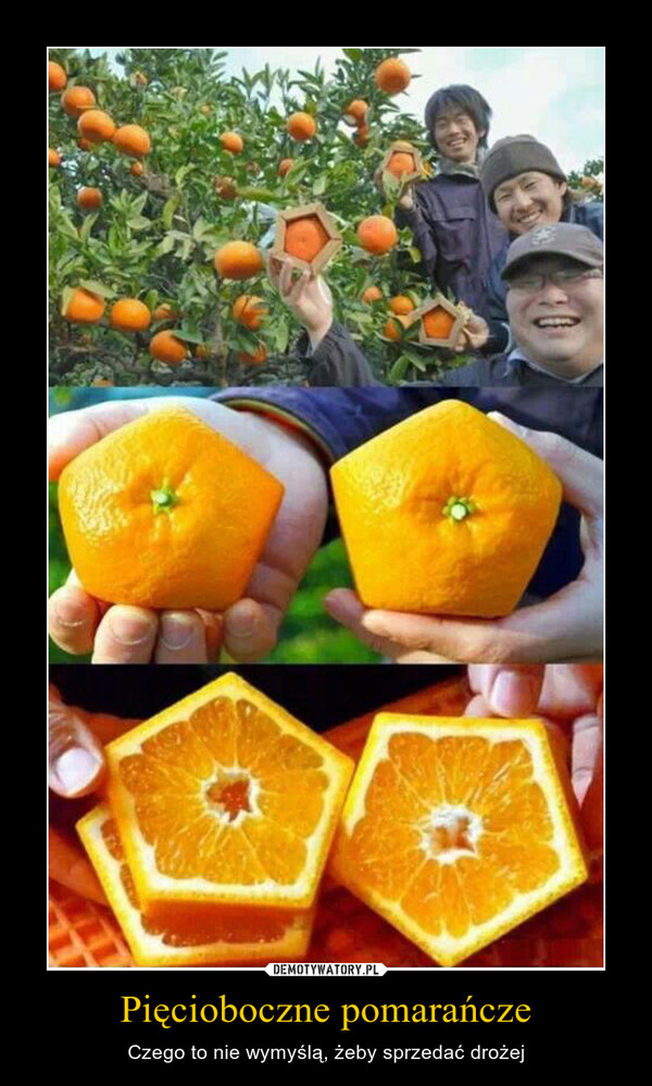 Pięcioboczne pomarańcze – Czego to nie wymyślą, żeby sprzedać drożej 