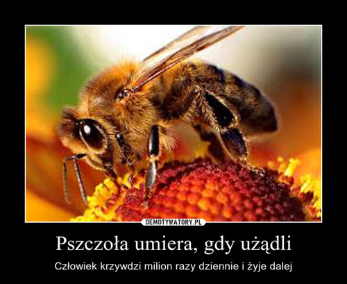 Pszczoła umiera, gdy użądli