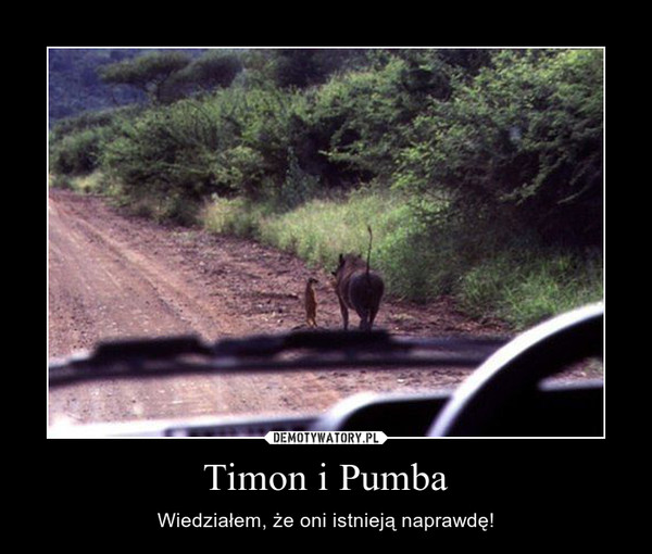 Timon i Pumba – Wiedziałem, że oni istnieją naprawdę! 