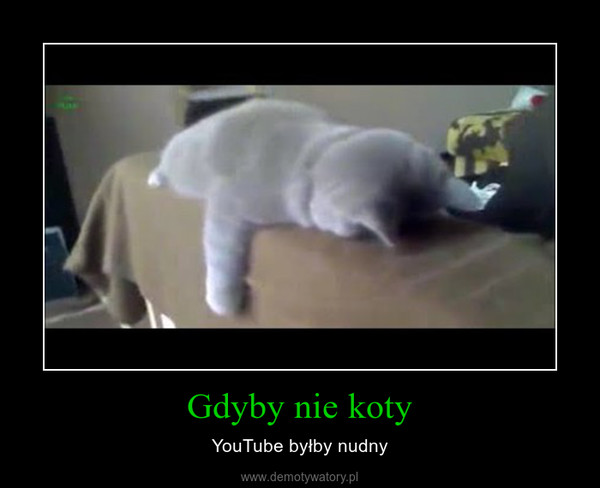 Gdyby nie koty – YouTube byłby nudny 