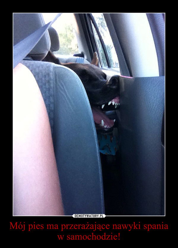 Mój pies ma przerażające nawyki spania w samochodzie! –  