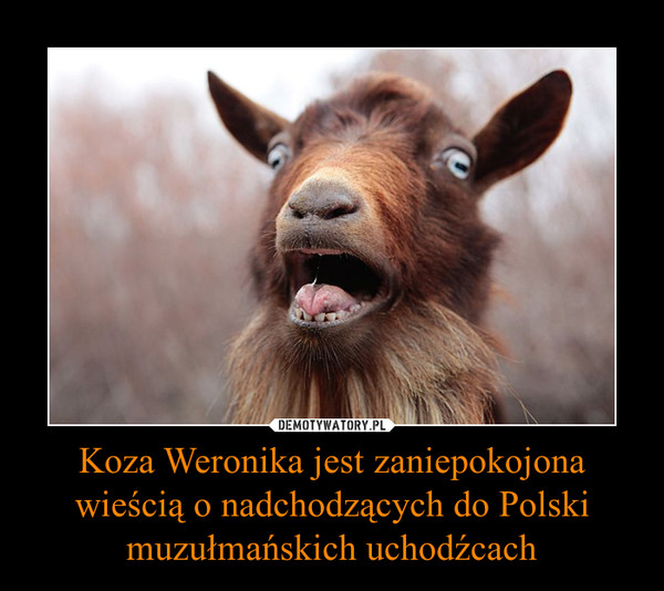 Koza Weronika jest zaniepokojona wieścią o nadchodzących do Polski muzułmańskich uchodźcach –  