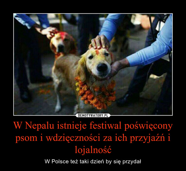 W Nepalu istnieje festiwal poświęcony psom i wdzięczności za ich przyjaźń i lojalność – W Polsce też taki dzień by się przydał 