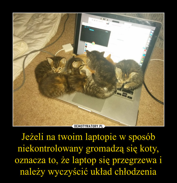 Jeżeli na twoim laptopie w sposób niekontrolowany gromadzą się koty, oznacza to, że laptop się przegrzewa i należy wyczyścić układ chłodzenia –  
