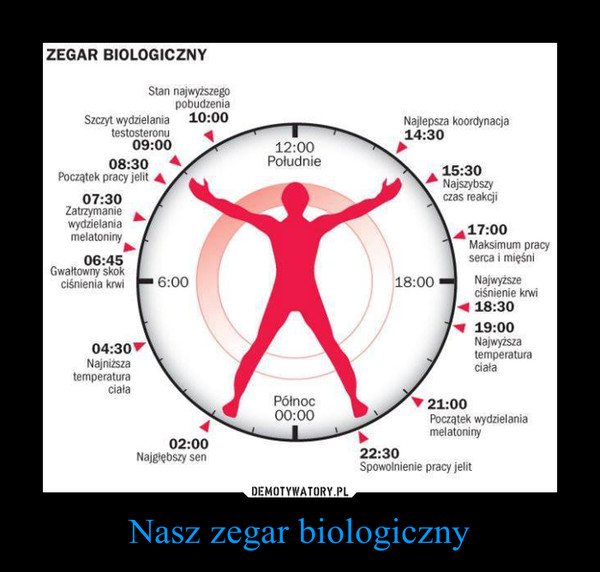 Nasz zegar biologiczny –  