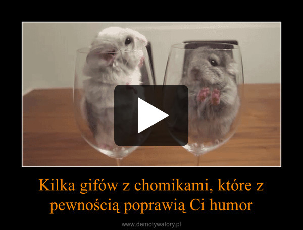 Kilka gifów z chomikami, które z pewnością poprawią Ci humor