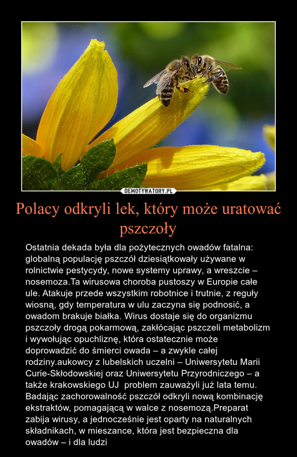 Polacy odkryli lek, który może uratować pszczoły