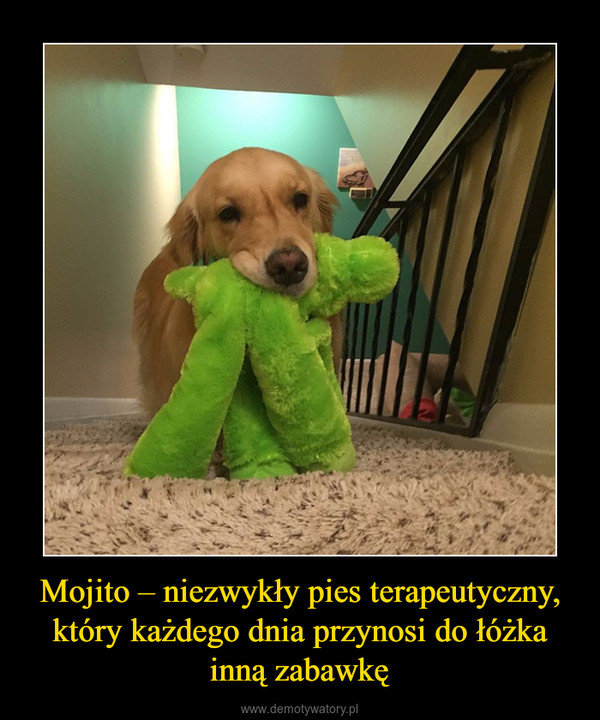Mojito – niezwykły pies terapeutyczny, który każdego dnia przynosi do łóżka inną zabawkę
