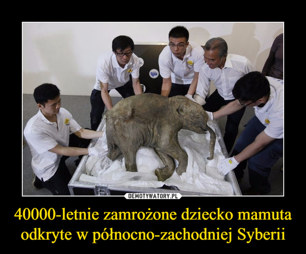 40000-letnie zamrożone dziecko mamuta odkryte w północno-zachodniej Syberii