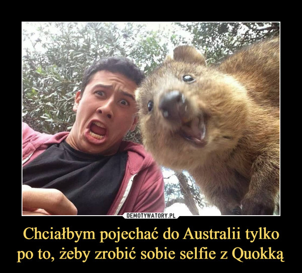 Chciałbym pojechać do Australii tylko po to, żeby zrobić sobie selfie z Quokką