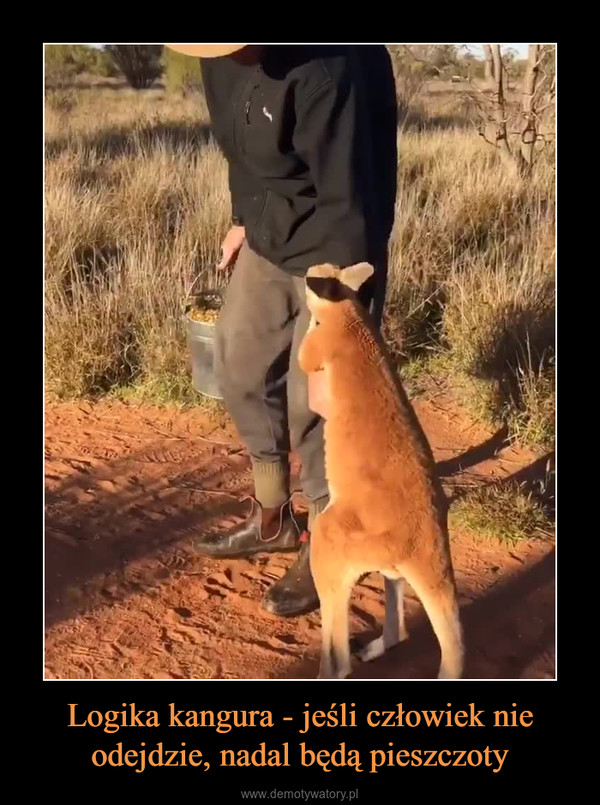 Logika kangura - jeśli człowiek nie odejdzie, nadal będą pieszczoty –  
