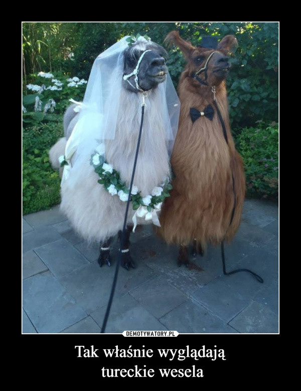 Tak właśnie wyglądają tureckie wesela –  