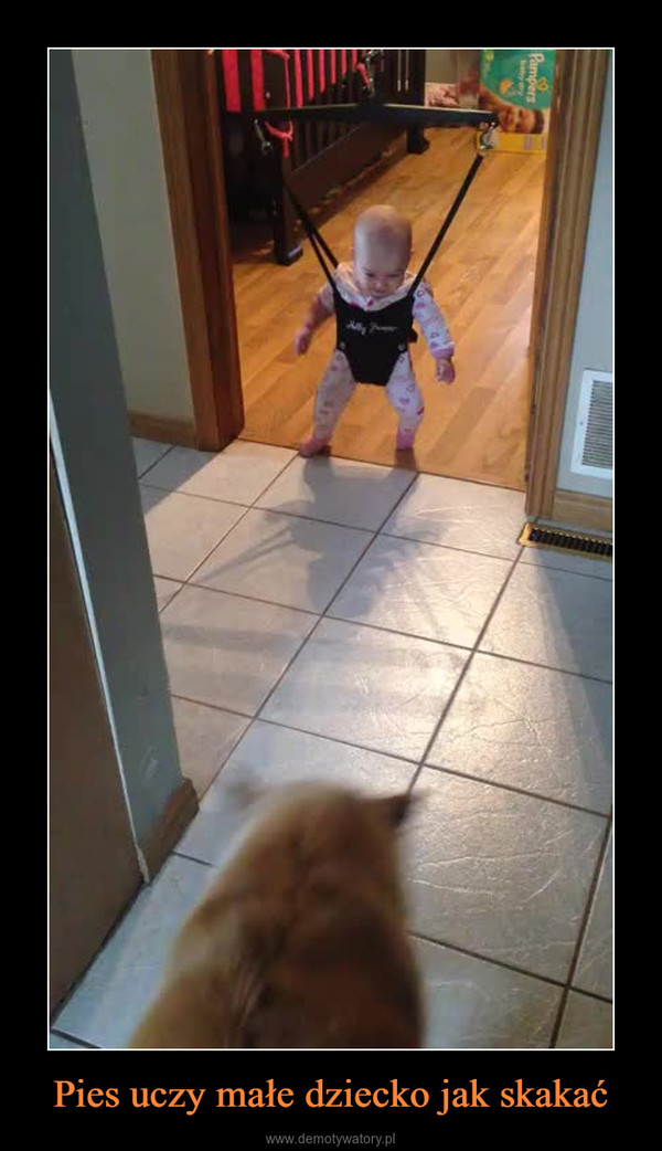 Pies uczy małe dziecko jak skakać –  