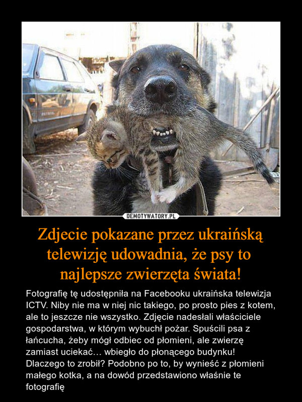 Zdjecie pokazane przez ukraińską telewizję udowadnia, że psy to najlepsze zwierzęta świata! – Fotografię tę udostępniła na Facebooku ukraińska telewizja ICTV. Niby nie ma w niej nic takiego, po prosto pies z kotem, ale to jeszcze nie wszystko. Zdjęcie nadesłali właściciele gospodarstwa, w którym wybuchł pożar. Spuścili psa z łańcucha, żeby mógł odbiec od płomieni, ale zwierzę zamiast uciekać… wbiegło do płonącego budynku! Dlaczego to zrobił? Podobno po to, by wynieść z płomieni małego kotka, a na dowód przedstawiono właśnie te fotografię 