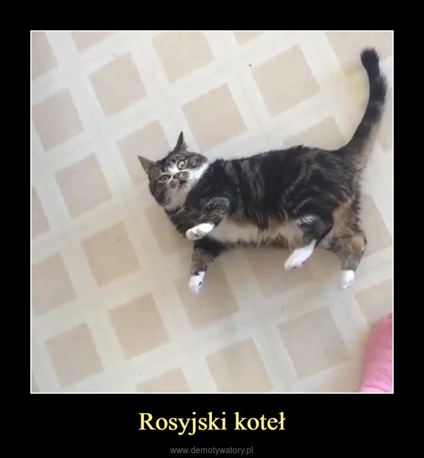 Rosyjski koteł –  