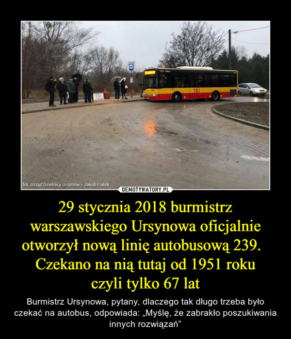 29 stycznia 2018 burmistrz warszawskiego Ursynowa oficjalnie otworzył nową linię autobusową 239.   Czekano na nią tutaj od 1951 rokuczyli tylko 67 lat – Burmistrz Ursynowa, pytany, dlaczego tak długo trzeba było czekać na autobus, odpowiada: „Myślę, że zabrakło poszukiwania innych rozwiązań” 