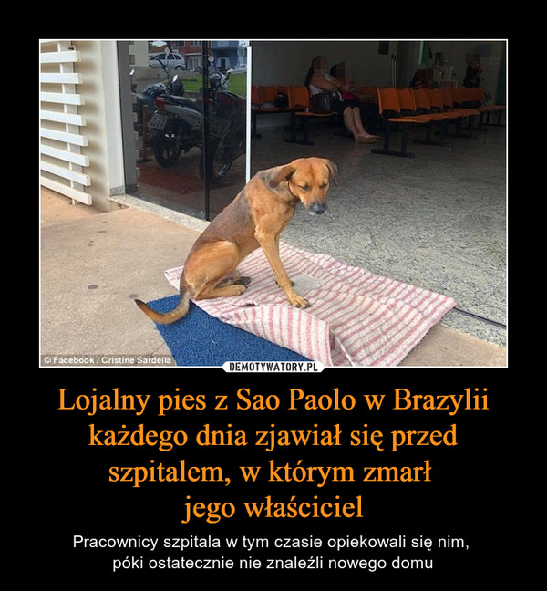 Lojalny pies z Sao Paolo w Brazylii każdego dnia zjawiał się przed szpitalem, w którym zmarł jego właściciel – Pracownicy szpitala w tym czasie opiekowali się nim, póki ostatecznie nie znaleźli nowego domu 