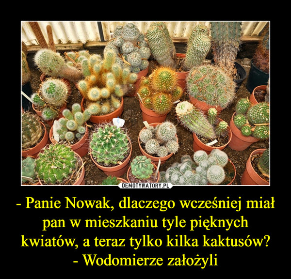 - Panie Nowak, dlaczego wcześniej miał pan w mieszkaniu tyle pięknych kwiatów, a teraz tylko kilka kaktusów?
- Wodomierze założyli