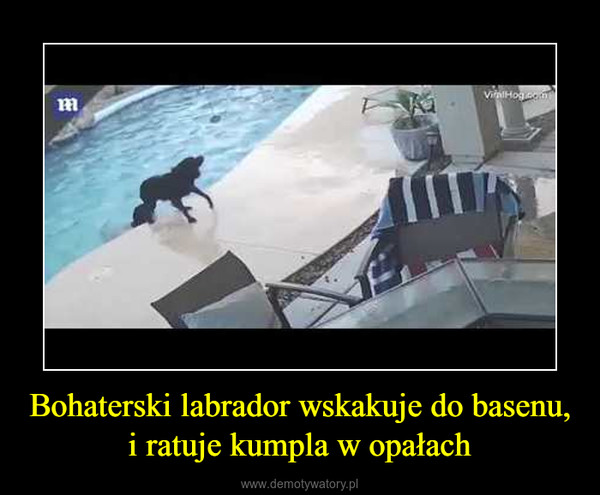 Bohaterski labrador wskakuje do basenu, i ratuje kumpla w opałach –  