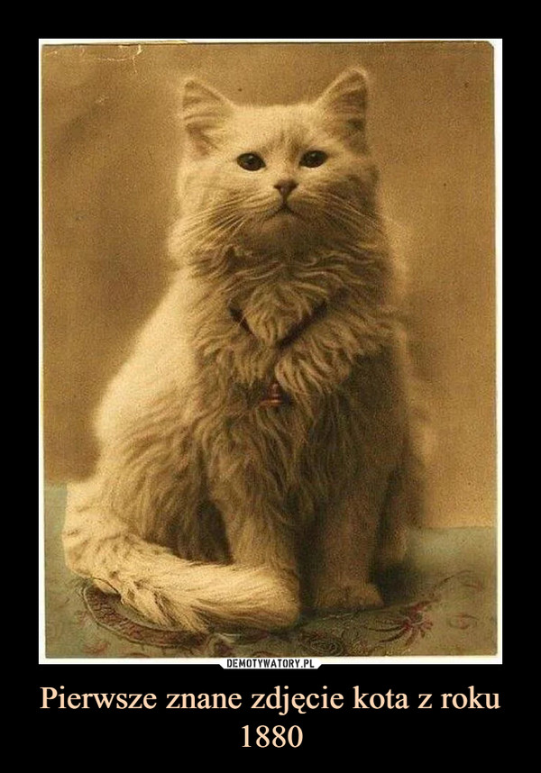 Pierwsze znane zdjęcie kota z roku 1880 –  