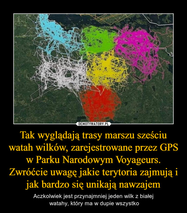 Tak wyglądają trasy marszu sześciu watah wilków, zarejestrowane przez GPS w Parku Narodowym Voyageurs. Zwróćcie uwagę jakie terytoria zajmują i jak bardzo się unikają nawzajem