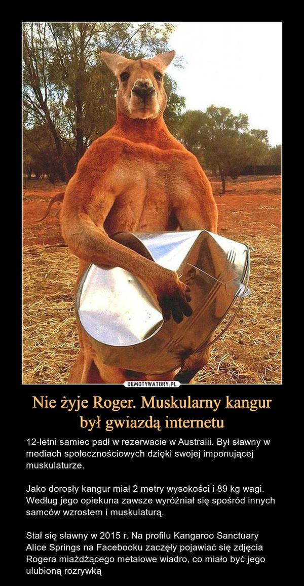 Nie żyje Roger. Muskularny kangurbył gwiazdą internetu – 12-letni samiec padł w rezerwacie w Australii. Był sławny w mediach społecznościowych dzięki swojej imponującej muskulaturze.Jako dorosły kangur miał 2 metry wysokości i 89 kg wagi. Według jego opiekuna zawsze wyróżniał się spośród innych samców wzrostem i muskulaturą. Stał się sławny w 2015 r. Na profilu Kangaroo Sanctuary Alice Springs na Facebooku zaczęły pojawiać się zdjęcia Rogera miażdżącego metalowe wiadro, co miało być jego ulubioną rozrywką 