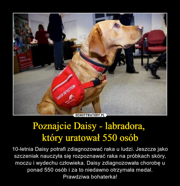 Poznajcie Daisy - labradora, który uratował 550 osób – 10-letnia Daisy potrafi zdiagnozować raka u ludzi. Jeszcze jako szczeniak nauczyła się rozpoznawać raka na próbkach skóry, moczu i wydechu człowieka. Daisy zdiagnozowała chorobę u ponad 550 osób i za to niedawno otrzymała medal.Prawdziwa bohaterka! 