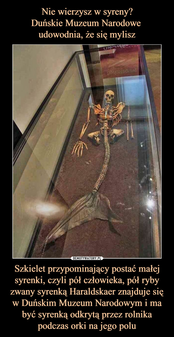Nie wierzysz w syreny?
Duńskie Muzeum Narodowe 
udowodnia, że się mylisz Szkielet przypominający postać małej syrenki, czyli pół człowieka, pół ryby zwany syrenką Haraldskaer znajduje się w Duńskim Muzeum Narodowym i ma być syrenką odkrytą przez rolnika podczas orki na jego polu