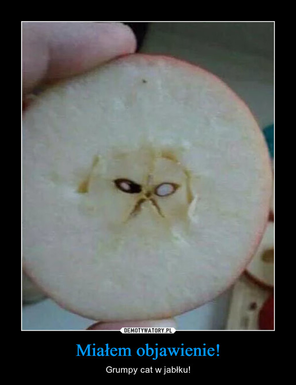 Miałem objawienie! – Grumpy cat w jabłku! 