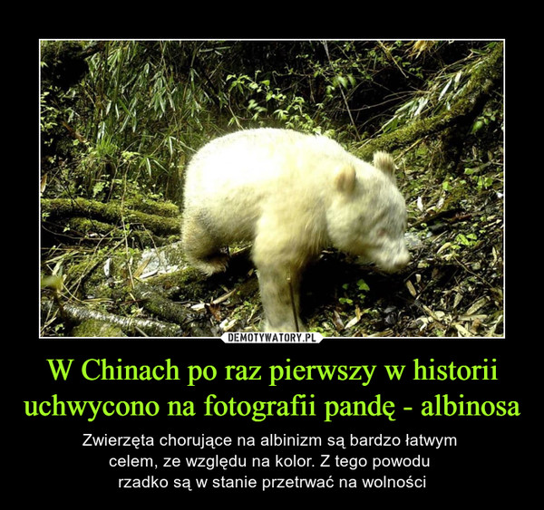 W Chinach po raz pierwszy w historii uchwycono na fotografii pandę - albinosa – Zwierzęta chorujące na albinizm są bardzo łatwym celem, ze względu na kolor. Z tego powodu rzadko są w stanie przetrwać na wolności 
