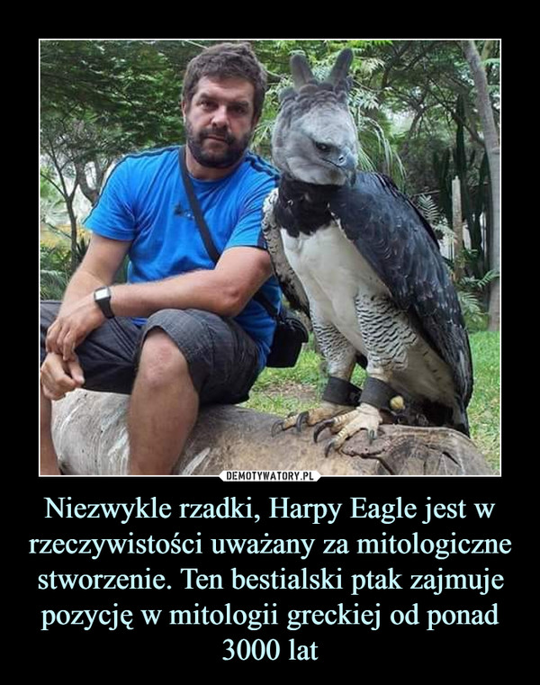 Niezwykle rzadki, Harpy Eagle jest w rzeczywistości uważany za mitologiczne stworzenie. Ten bestialski ptak zajmuje pozycję w mitologii greckiej od ponad 3000 lat –  