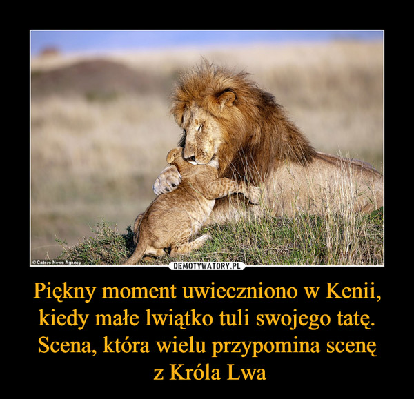Piękny moment uwieczniono w Kenii, kiedy małe lwiątko tuli swojego tatę. Scena, która wielu przypomina scenę z Króla Lwa –  