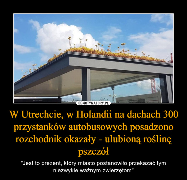 W Utrechcie, w Holandii na dachach 300 przystanków autobusowych posadzono rozchodnik okazały - ulubioną roślinę pszczół