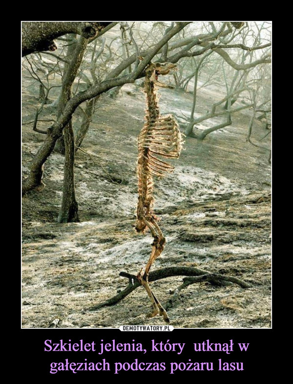 Szkielet jelenia, który  utknął w gałęziach podczas pożaru lasu –  
