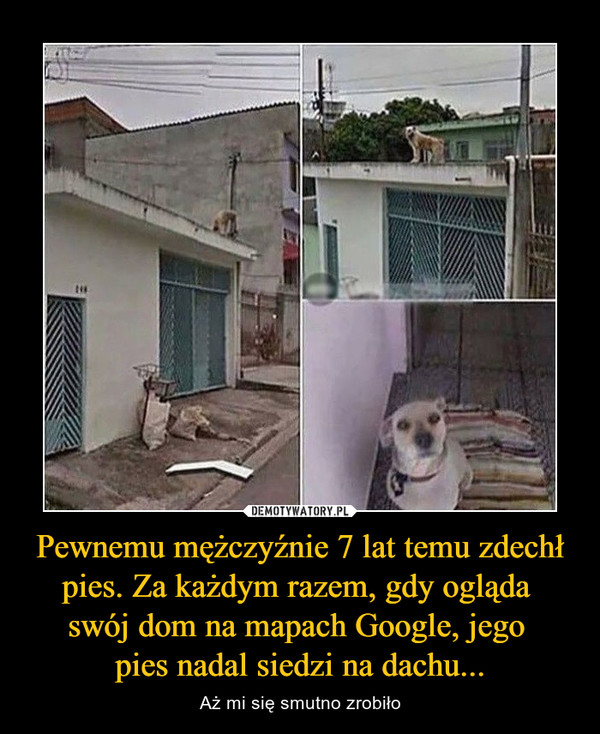 Pewnemu mężczyźnie 7 lat temu zdechł pies. Za każdym razem, gdy ogląda swój dom na mapach Google, jego pies nadal siedzi na dachu... – Aż mi się smutno zrobiło 