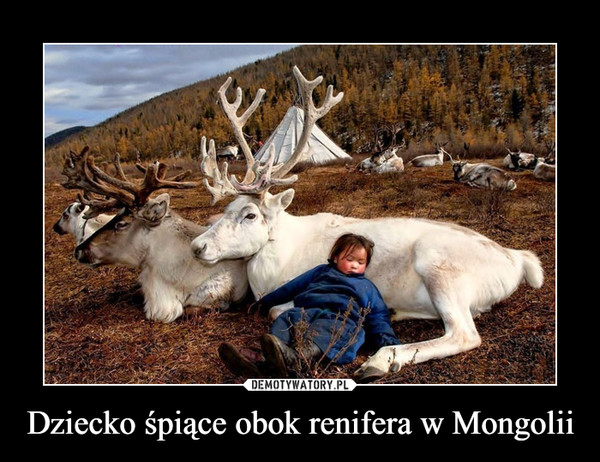 Dziecko śpiące obok renifera w Mongolii –  