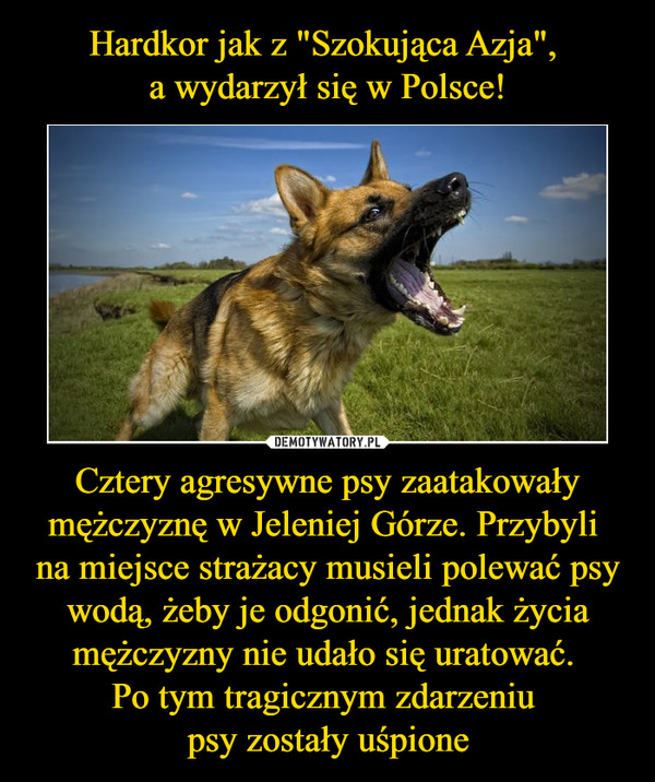 Hardkor jak z "Szokująca Azja", 
a wydarzył się w Polsce! Cztery agresywne psy zaatakowały mężczyznę w Jeleniej Górze. Przybyli 
na miejsce strażacy musieli polewać psy wodą, żeby je odgonić, jednak życia mężczyzny nie udało się uratować. 
Po tym tragicznym zdarzeniu 
psy zostały uśpione
