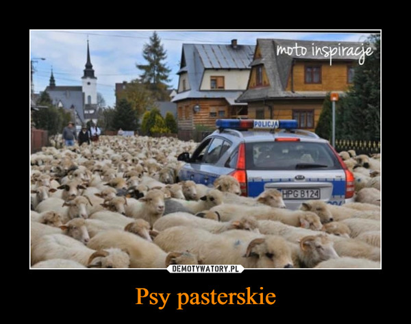 Psy pasterskie –  