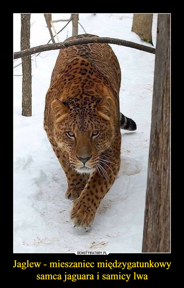 Jaglew - mieszaniec międzygatunkowy samca jaguara i samicy lwa