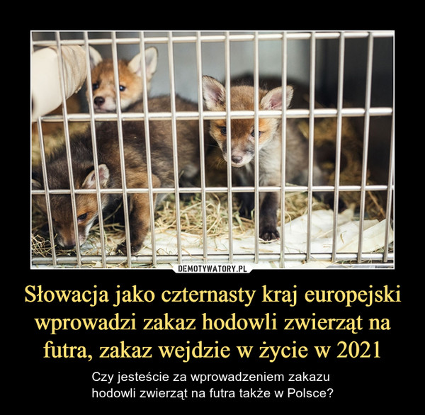 Słowacja jako czternasty kraj europejski wprowadzi zakaz hodowli zwierząt na futra, zakaz wejdzie w życie w 2021 – Czy jesteście za wprowadzeniem zakazu hodowli zwierząt na futra także w Polsce? 