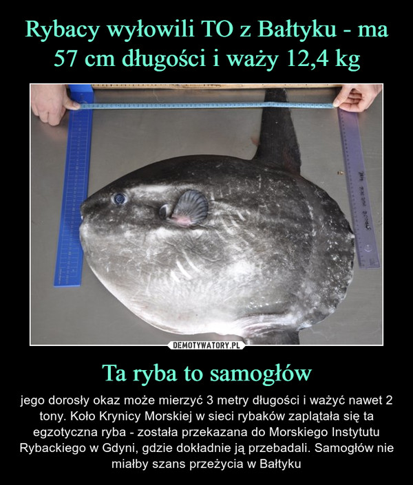 Ta ryba to samogłów – jego dorosły okaz może mierzyć 3 metry długości i ważyć nawet 2 tony. Koło Krynicy Morskiej w sieci rybaków zaplątała się ta egzotyczna ryba - została przekazana do Morskiego Instytutu Rybackiego w Gdyni, gdzie dokładnie ją przebadali. Samogłów nie miałby szans przeżycia w Bałtyku 