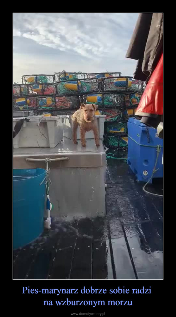 Pies-marynarz dobrze sobie radzi na wzburzonym morzu –  