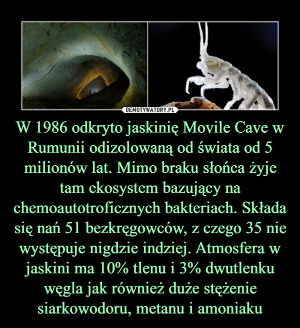 W 1986 odkryto jaskinię Movile Cave w Rumunii odizolowaną od świata od 5 milionów lat. Mimo braku słońca żyje tam ekosystem bazujący na chemoautotroficznych bakteriach. Składa się nań 51 bezkręgowców, z czego 35 nie występuje nigdzie indziej. Atmosfera w jaskini ma 10% tlenu i 3% dwutlenku węgla jak również duże stężenie siarkowodoru, metanu i amoniaku