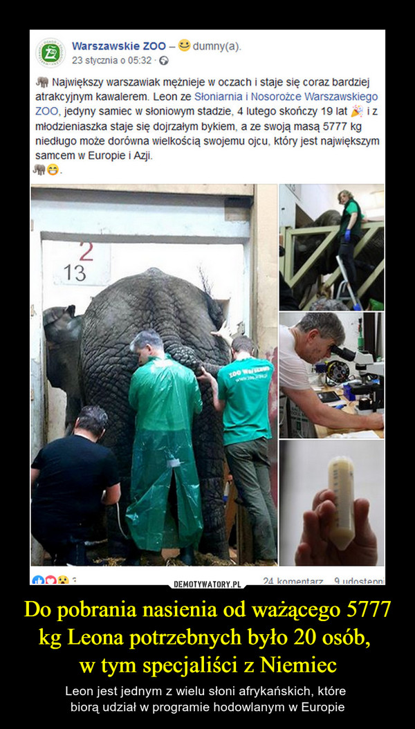 Do pobrania nasienia od ważącego 5777 kg Leona potrzebnych było 20 osób, w tym specjaliści z Niemiec – Leon jest jednym z wielu słoni afrykańskich, które biorą udział w programie hodowlanym w Europie 